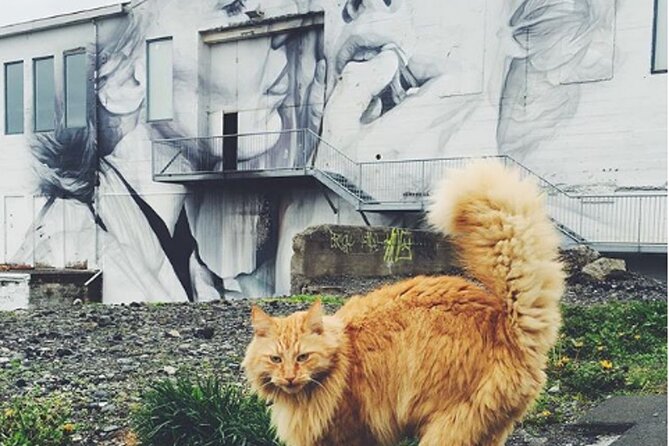 Private Reykjavik Cat Walking Tour - Forty Minutes at Kattakaffihúsið