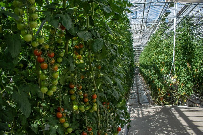 Private Tour Of The Golden Circle With Farm Visits In Iceland - Fridheimar: tomatoes grown with Icelandic heat