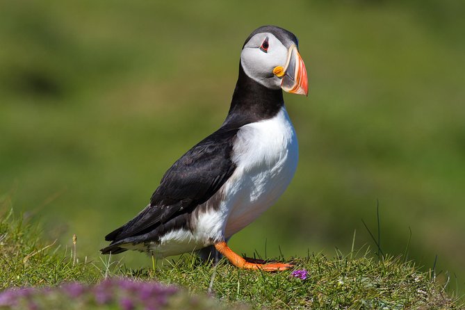 Puffin and Volcano Tour with Ebbi - Five things to know before you book