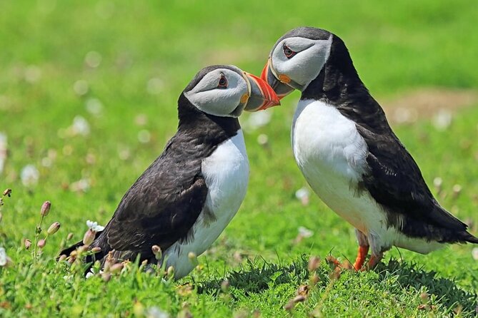 Puffin and Volcano Tour with Ebbi - Viking Town at Herjólfsdalur
