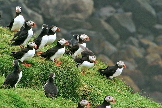 Puffin and Volcano Tour with Ebbi - Stórhöfði, the Great Cape, and the puffin colony