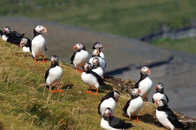 Puffin and Volcano Tour with Ebbi - Eldfell: walking into the eruption site