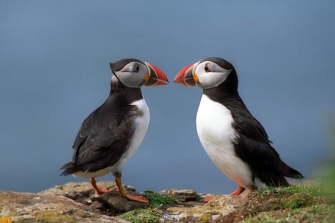 Puffin Cruise with Expert Tour Guide from Reykjavik - Key points to know before booking
