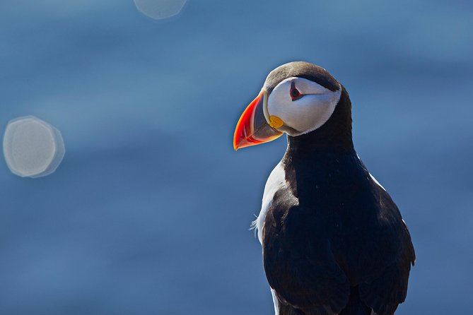 Puffin Cruise with Expert Tour Guide from Reykjavik - Boat comfort, crowding, and the best place to stand