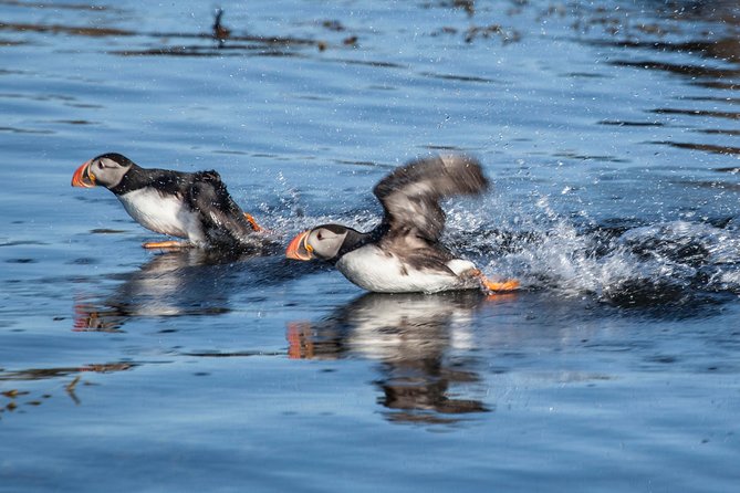 Puffin Cruise with Expert Tour Guide from Reykjavik - Timing the season: May through July is the safer bet