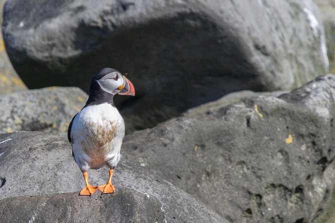 Puffin Cruise with Expert Tour Guide from Reykjavik - Is $63.96 a fair price for one hour?