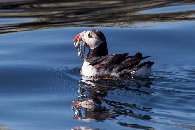 Puffin Cruise with Expert Tour Guide from Reykjavik - Who will enjoy this cruise most?