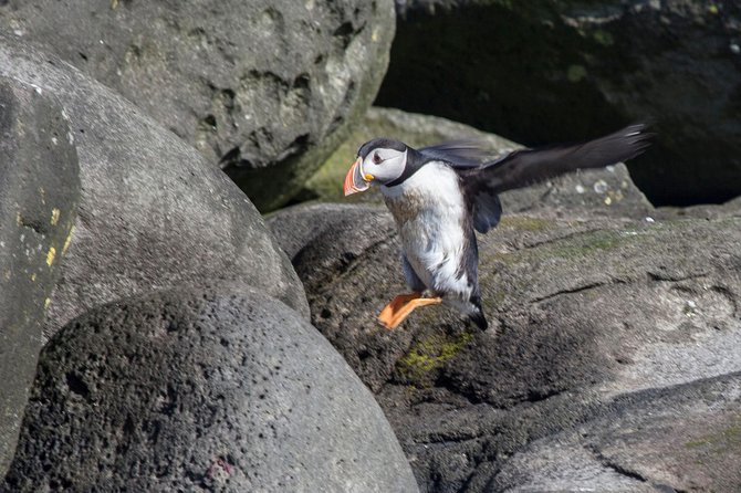 Puffin Cruise with Expert Tour Guide from Reykjavik - Practical tips for a better hour on the water