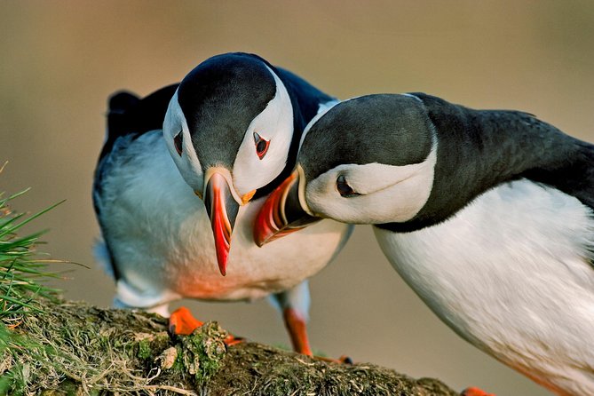 Puffin Cruise with Expert Tour Guide from Reykjavik - Watching puffins without landing on the island