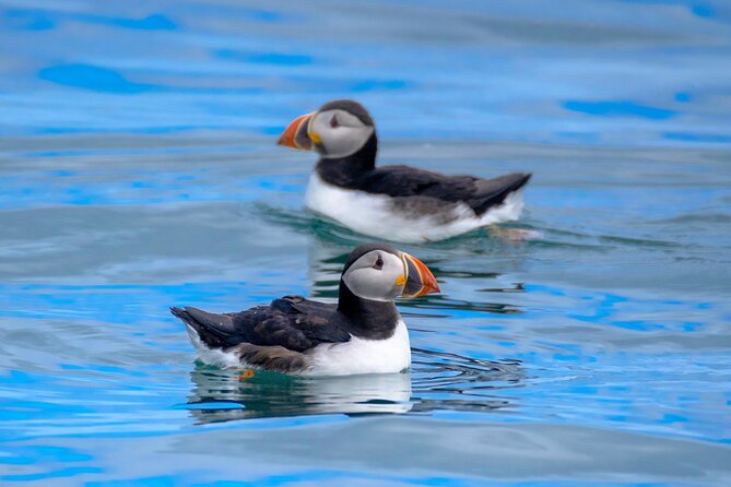 Puffin Watching Speedboat Express - What the RIB ride feels like