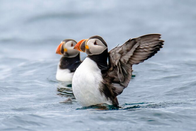 Puffin Watching Speedboat Express - The harbor and city views along the way