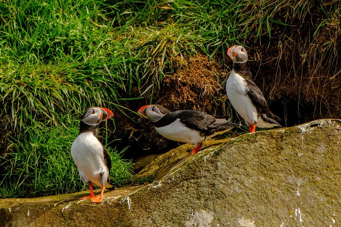 Puffin Watching Speedboat Express - Why the noon departure works well