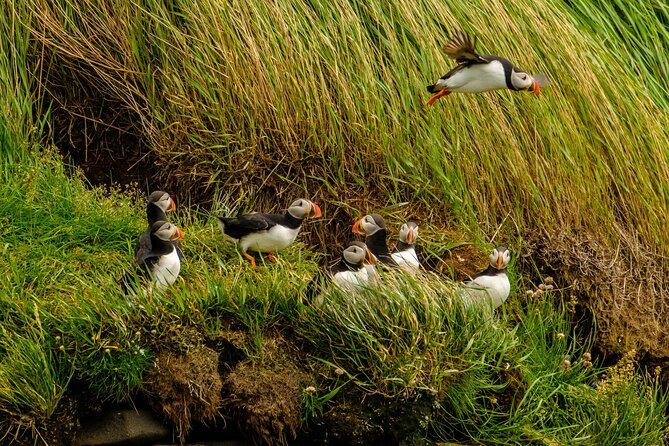 Puffin Watching Speedboat Express - Is $76 a fair price?