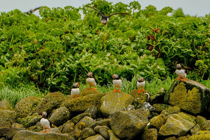 Puffin Watching Speedboat Express - Booking, meeting point, and weather rules