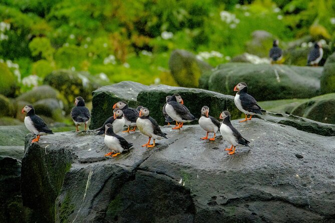 Puffin Watching Speedboat Express - Reaching the puffins near Videy Island