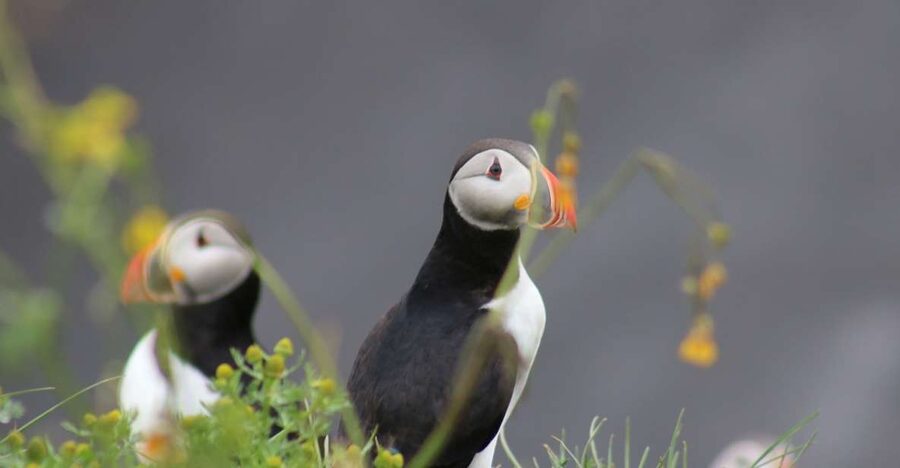 Reykjavik: 1-Hour Puffin Watching Tour - Key points before you book