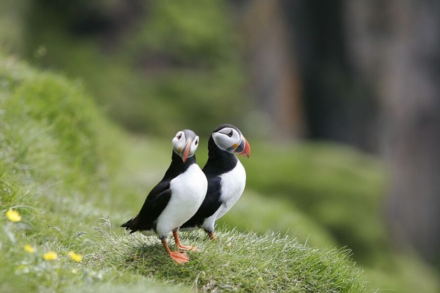 Reykjavik: 1-Hour Puffin Watching Tour - Sailing out from Ægisgarður 5