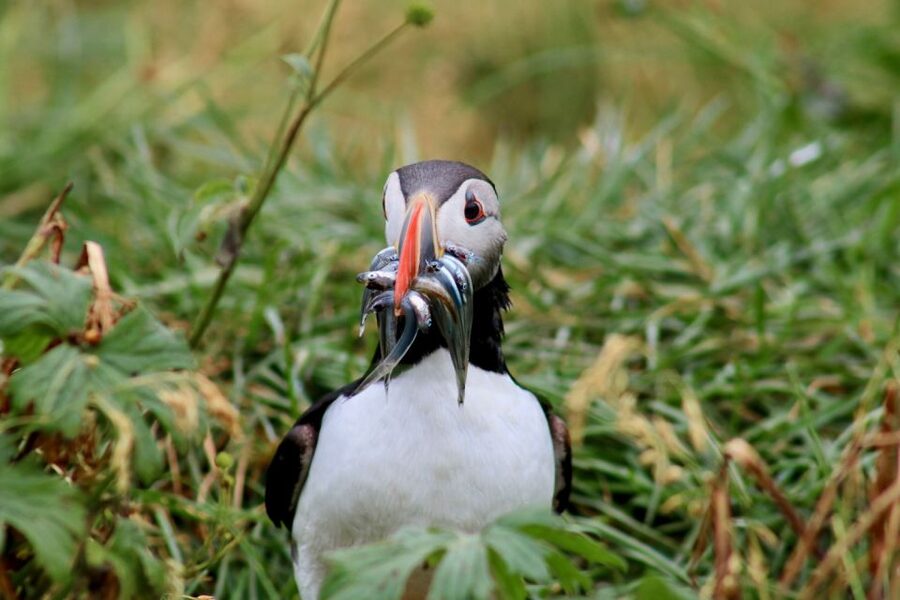 Reykjavik: 1-Hour Puffin Watching Tour - Puffins are small, busy, and worth watching properly