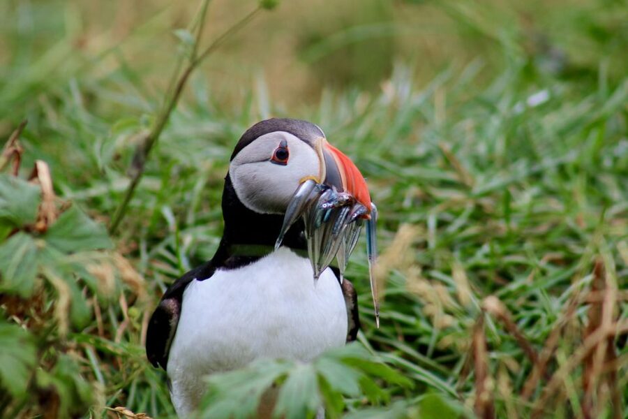 Reykjavik: 1-Hour Puffin Watching Tour - Who should book this puffin cruise?