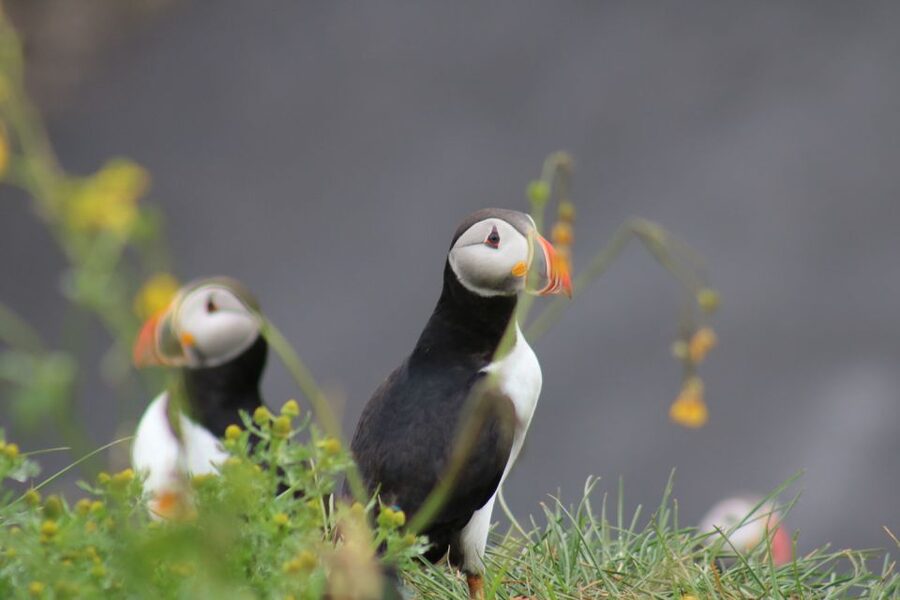 Reykjavik: 1-Hour Puffin Watching Tour - Three islands, one carefully chosen stop