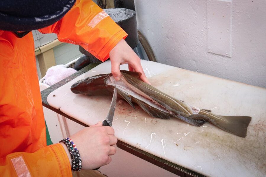 Reykjavik: 3-Hour Sea Angling Gourmet Experience Tour - The best meal comes on the ride home