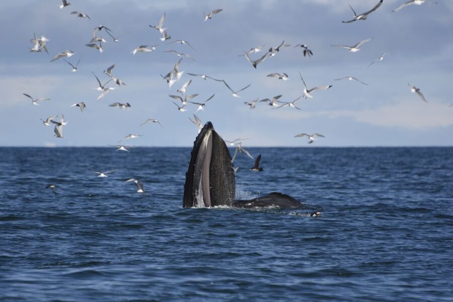 Reykjavik: ATV Ride & Whale Watching Boat Tour - Starting with pickup around Reykjavik