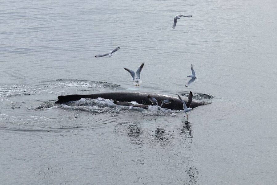 Reykjavik: Best Value Whale Watching Boat Tour - Key points before you book