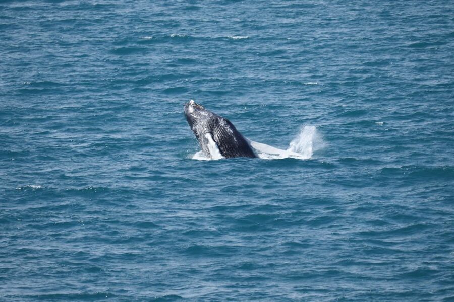 Reykjavik: Best Value Whale Watching Boat Tour - Booking details worth knowing