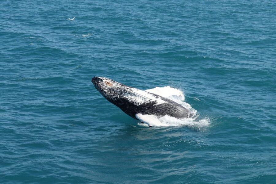 Reykjavik: Best Value Whale Watching Boat Tour - Sailing from Geirsgata 11 in central Reykjavik