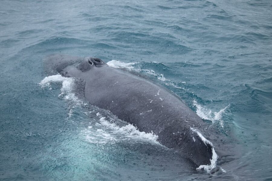 Reykjavik: Best Value Whale Watching Boat Tour - The whales and dolphins you might see