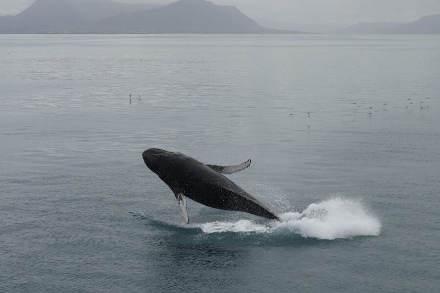 Reykjavik: Best Value Whale Watching Boat Tour - A boat built for changing Icelandic weather