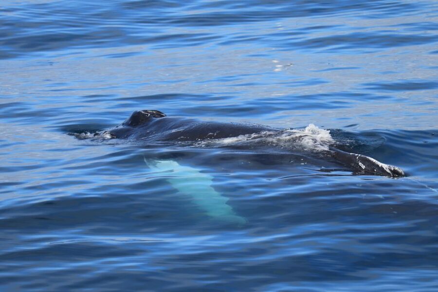 Reykjavik: Best Value Whale Watching Boat Tour - Guides who make a quiet sea interesting