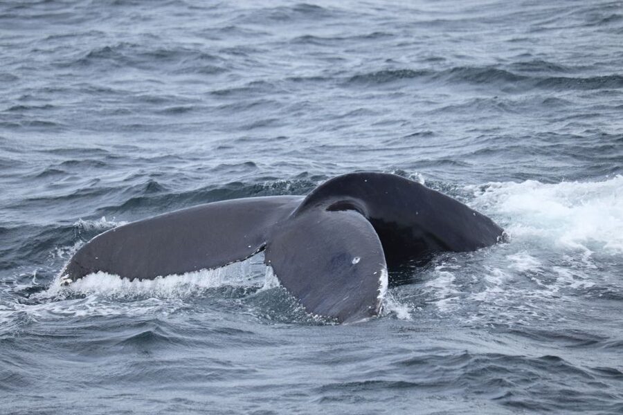 Reykjavik: Best Value Whale Watching Boat Tour - What the 3.5-hour schedule feels like