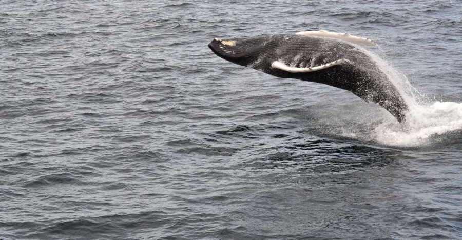 Reykjavik: Best Value Whale Watching Boat Tour - Is $103 a fair price?
