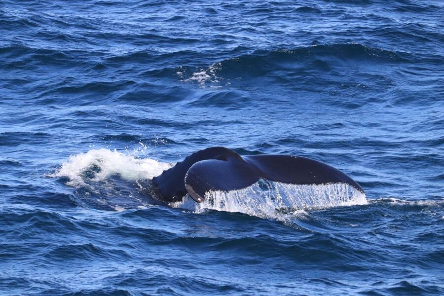 Reykjavik: Best Value Whale Watching Boat Tour - Who should choose this whale watch?