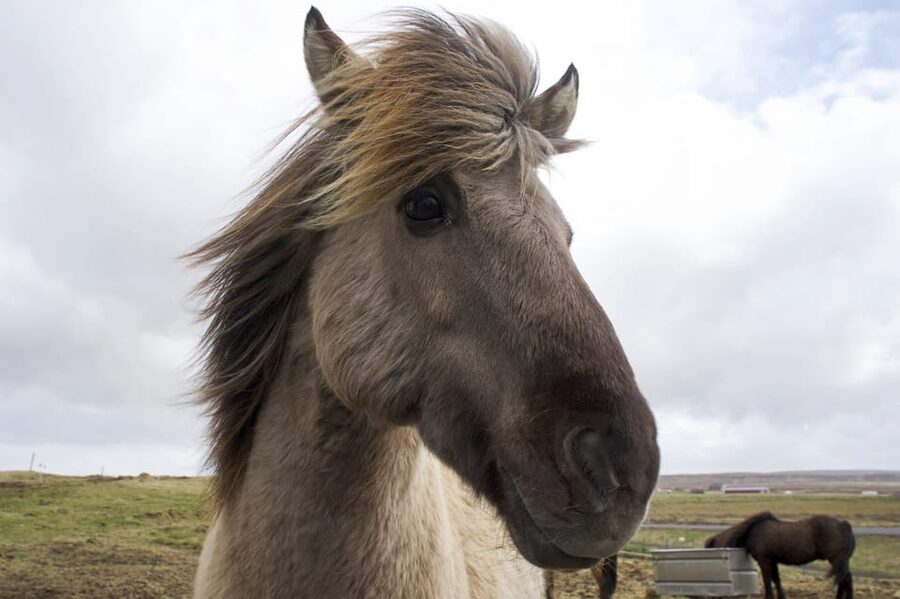 Reykjavik Combo: Horse Riding & Snorkeling in Silfra Fissure - Silfra’s clear water between two continents