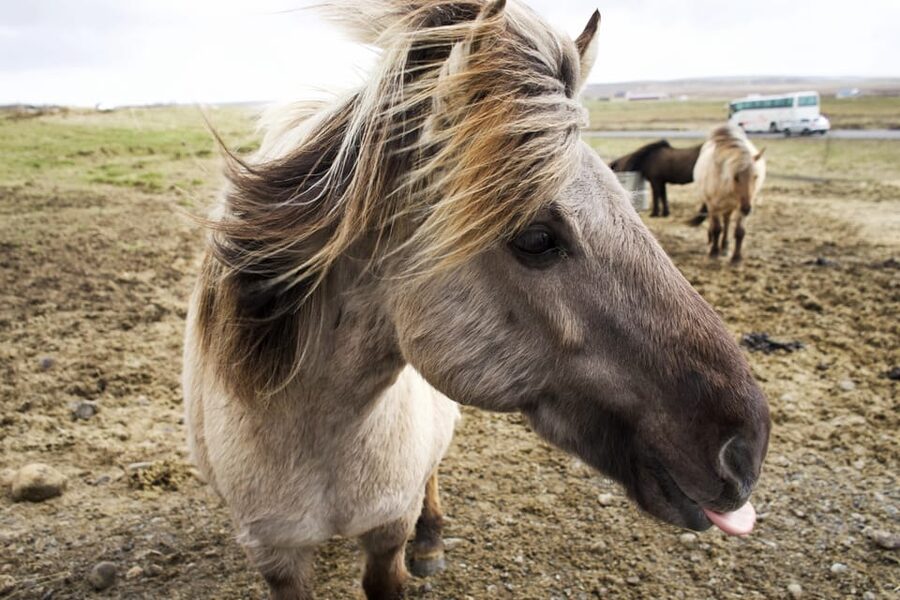 Reykjavik Combo: Horse Riding & Snorkeling in Silfra Fissure - Practical preparation for a better day