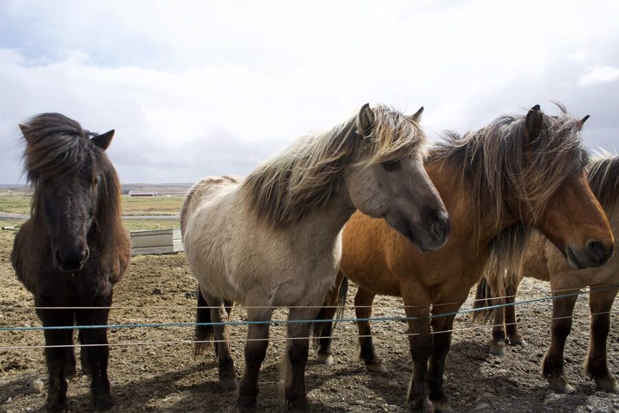 Reykjavik Combo: Horse Riding & Snorkeling in Silfra Fissure - My booking verdict