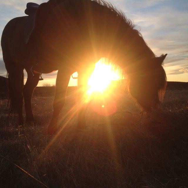 Reykjavik: Evening Sleipnir Horse Riding Tour with Pickup - Coffee, hot chocolate, and kleina after the ride