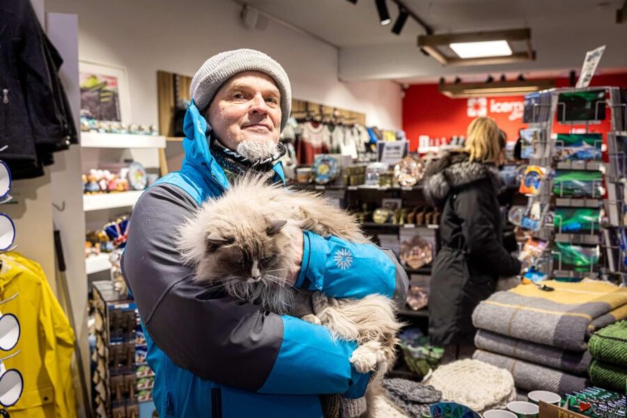 Reykjavik: Feline-Focused City Walking Tour - Key points at a glance