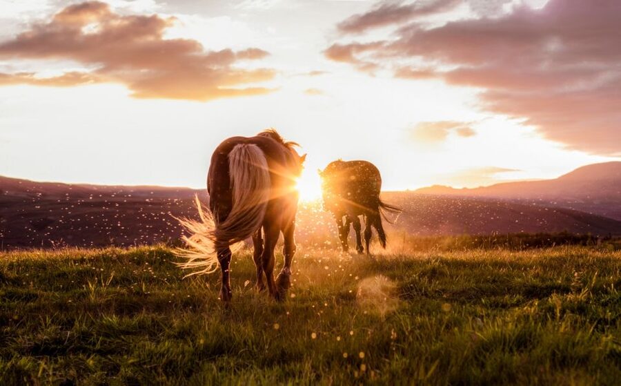 Reykjavik: Golden Circle, Tomato Farm and Kerið Crater Tour - Gullfoss, Iceland’s great waterfall
