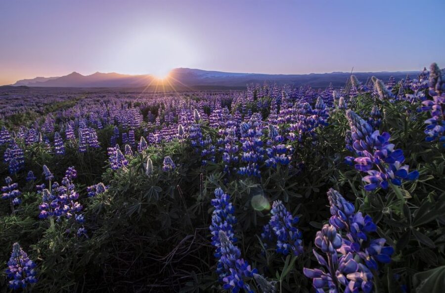Reykjavik: Golden Circle, Tomato Farm and Kerið Crater Tour - Kerið crater closes the loop