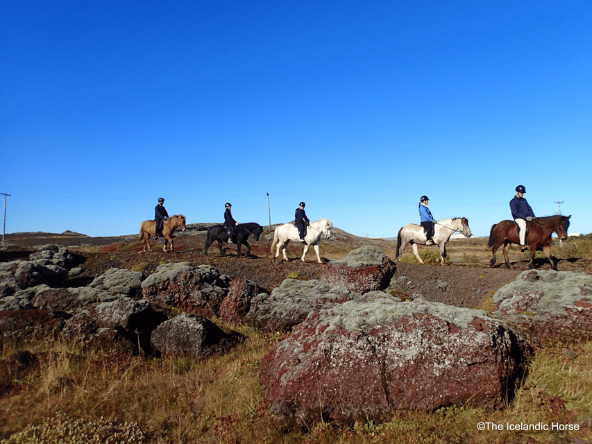 Reykjavík: Horse Riding Tours - Key points to know before you ride