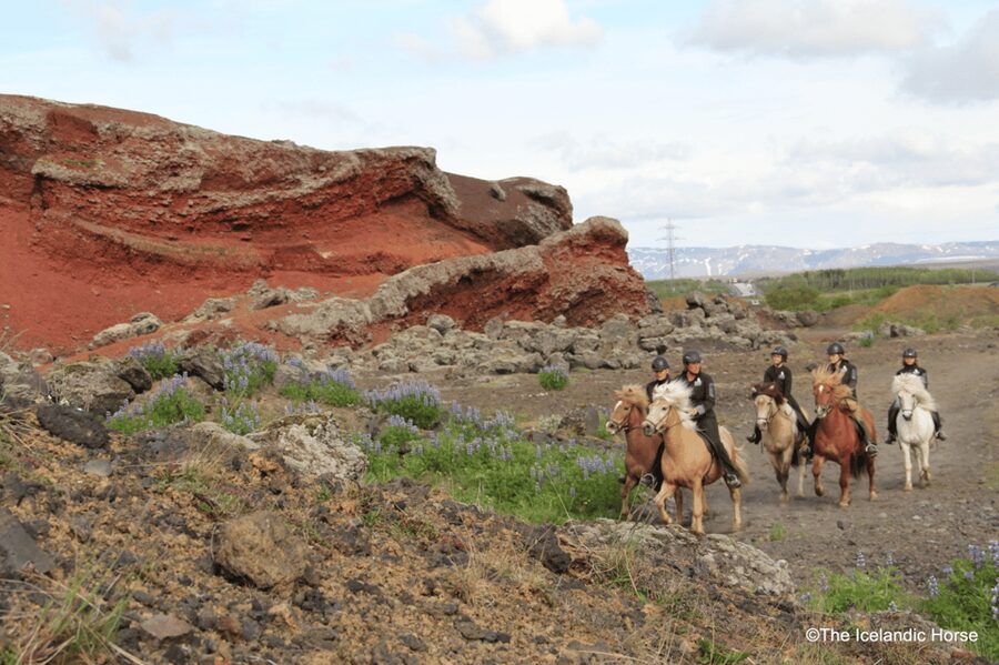 Reykjavík: Horse Riding Tours - Meeting Iceland’s small, sturdy horses