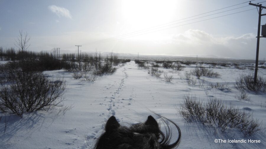 Reykjavík: Horse Riding Tours - A small group makes a real difference