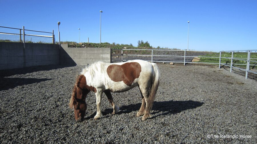 Reykjavík: Horse Riding Tours - Weather, clothing, and comfort