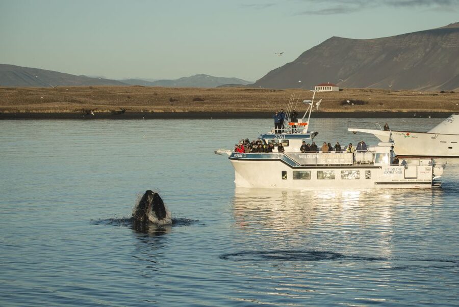 Reykjavík: Midnight Sun Whale Watching Cruise - The midnight sun is part of the experience