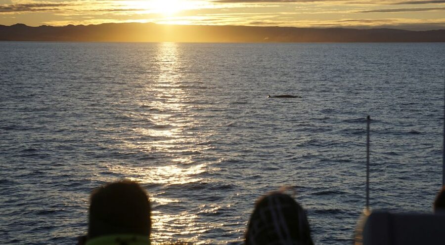 Reykjavík: Midnight Sun Whale Watching Cruise - Who will enjoy this cruise most?