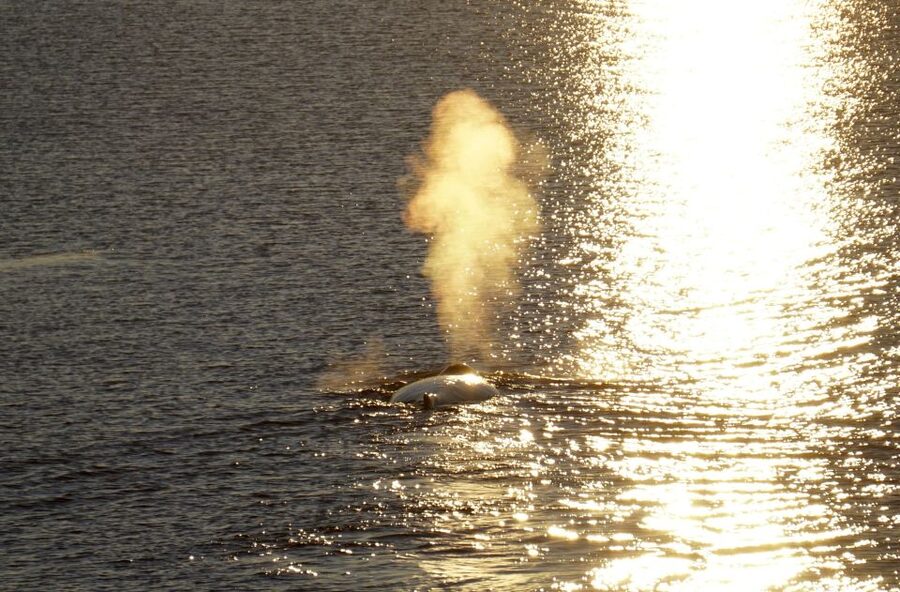 Reykjavík: Midnight Sun Whale Watching Cruise - My verdict: book it for the setting, not a guarantee