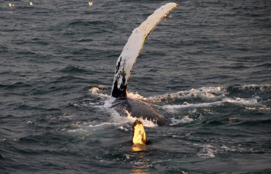 Reykjavík: Midnight Sun Whale Watching Cruise - The search across Faxaflói Bay
